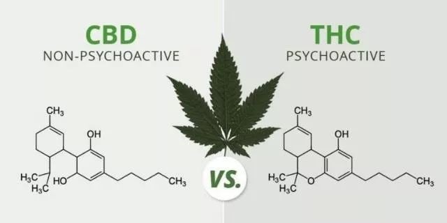 CBD抗癌项目