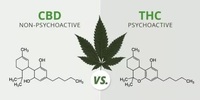 CBD抗癌项目